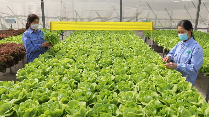 At a vegetable farm in Vietnam (Photo: VNA)