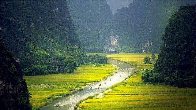 The ripe rice season on the Ngo Dong river in Tam Coc, a part of the UNESCO-recognised Trang An natural and cultural heritage complex, Ninh Binh province. (Photo: NDO/Le Hong)
