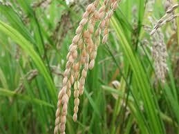 Vietnam, IRRI boost co-operation