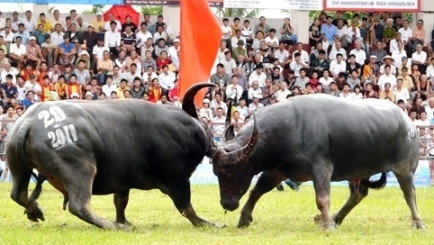Buffalo fighting (Photo: dantri.com.vn)