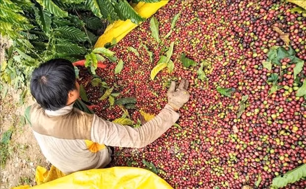 A farmer harvests coffee in the Central Highlands province of Kon Tum. (Photo: VNA)