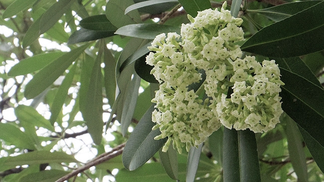 Hoa sua (milk flowers) blossom in all streets of Hanoi, creating picturesque scenery in the city’s old quarter.