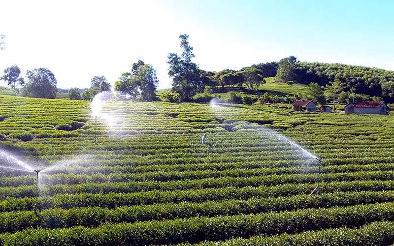 Application of automatic spraying and watering technology at a tea farming area in Anh Son district, Nghe An province. (Photo: Anh Dung/NDO)
