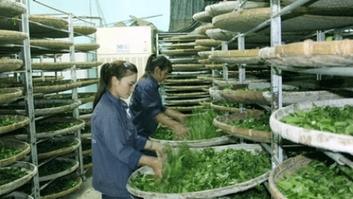 Processing tea in Lam Dong