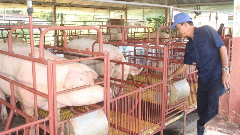 Lam Dong province currently has about 46,000 breeding sows and about 400,000 meat pigs. (Illustrative image/IPC Binh Dinh)