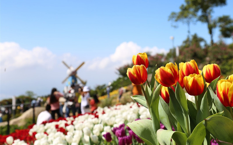 With a complex of spiritual works on the top of Ba Den Mountain, including the Tay Bo Da Son Buddha Statue and the Buddhist art exhibition area, launched before the Lunar New Year, this is one of the new and attractive tourist products, creating the highlights of Tay Ninh tourism this year.