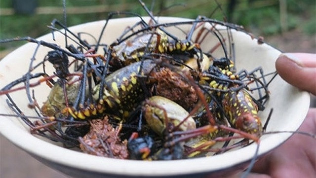 Wood spider, a specialty food in the forests of south-central Vietnam