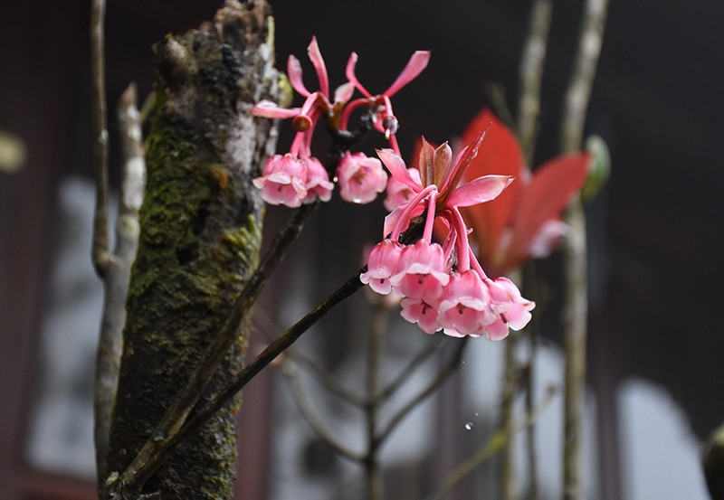 Bell-shaped peach blossoms on top of the Ba Na Hills