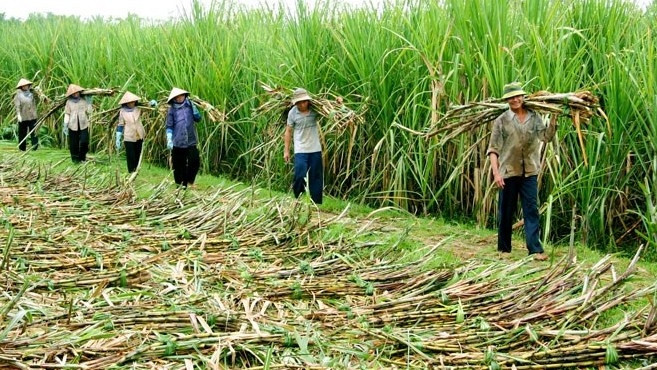 For the 2015-2016 crop, the sugar industry aims to produce 1.56 million tonnes of sugar. 