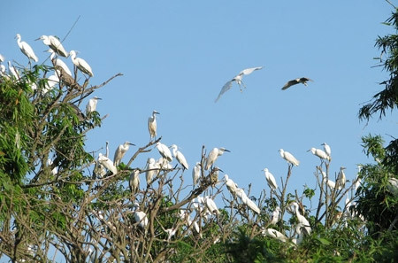  Hai Duong’s Stork Island 