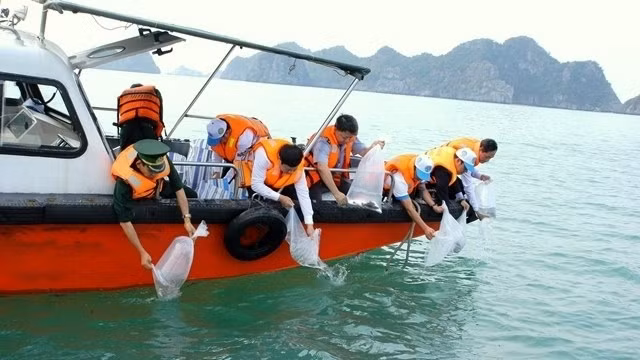 More than 10,000 seeds were released into the sea at Cat Ba Island, Hai Phong in 2018 in response to the traditional day of the Vietnam’s fishery sector. (Photo: NDO)