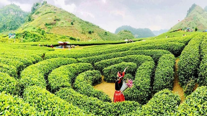 The heart-shaped tea hill in Moc Chau district is an attractive destination for visitors to Son La province. 