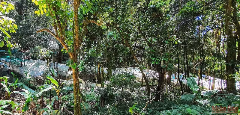 No. 1 nursery of Kon Tum Ngoc Linh Ginseng K5 in Dak Vien Commune, Tu Mo Rong District.