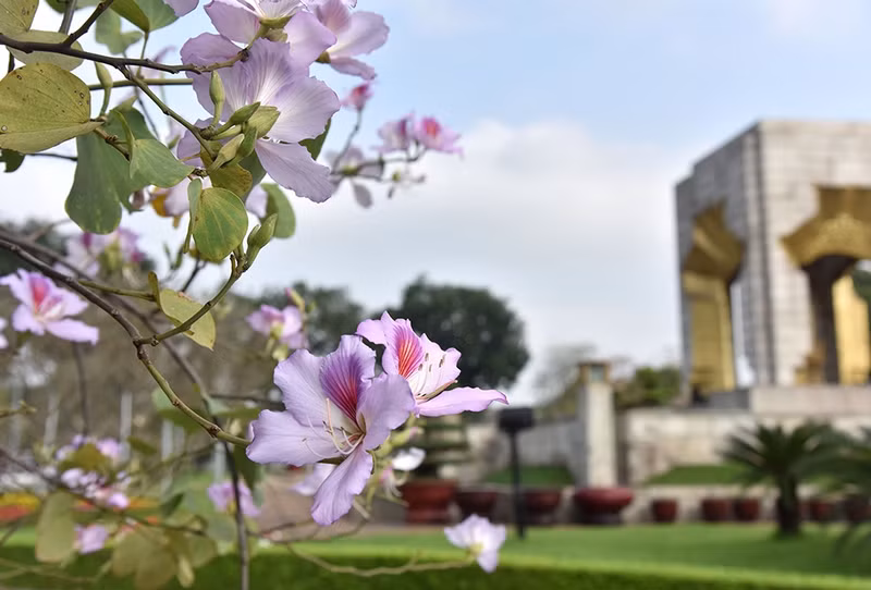 In February every year, the flowers from the northwestern mountainous region are in full bloom on Bac Son and Hoang Dieu Streets