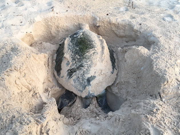 A mother turtle digs a hole before laying her eggs.