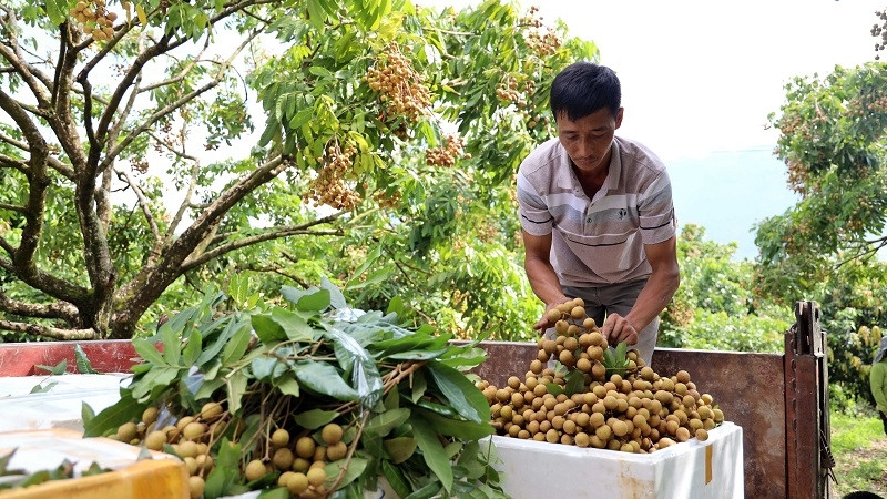 A farmer in Son La with his longan. (Photo: VNA)