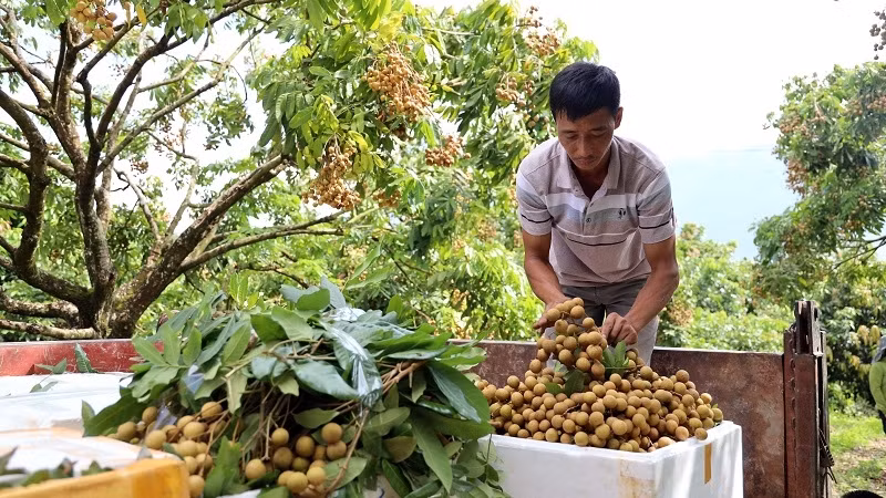 A farmer in Son La with his longan. (Photo: VNA)