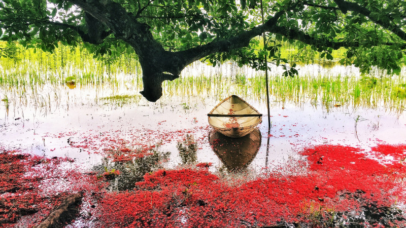 Red carpets of freshwater mangrove flowers