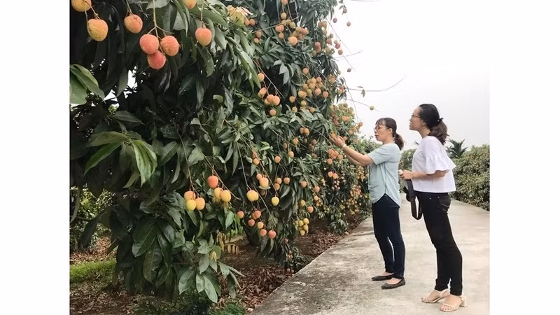 Inspecting the productivity and quality of Thanh Ha lychees in Thanh Ha district, Hai Duong province. (Photo: NDO/Quoc Vinh)