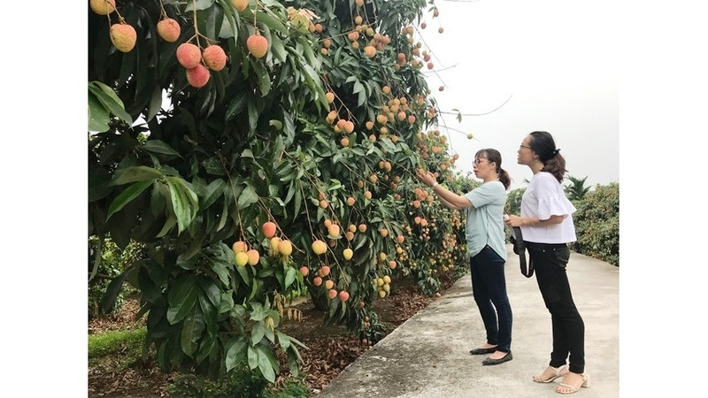 Inspecting the productivity and quality of Thanh Ha lychees in Thanh Ha district, Hai Duong province. (Photo: NDO/Quoc Vinh)