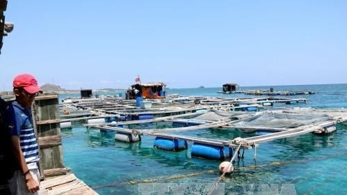 Fish farming at sea in Binh Thuan province (Photo: VNA)