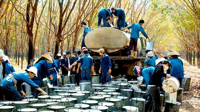 With a crude production rate of over 80%, Vietnam’s rubber industry depends heavily on frequently fluctuating global prices