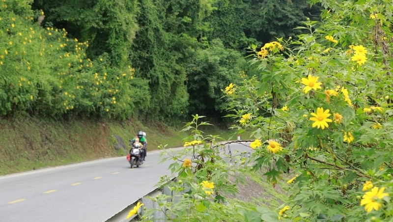 Mexican sunflowers in bloom by the roadside