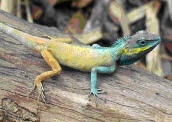 The new species of lizard named Calotes Bachae