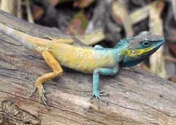 The new species of lizard named Calotes Bachae