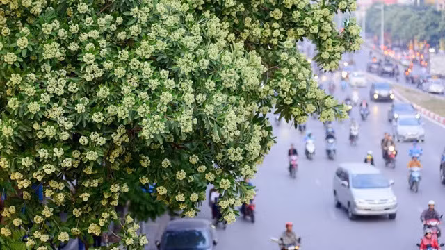 Can’t stand the scent of milkwood pine flowers? It is still better than air pollution