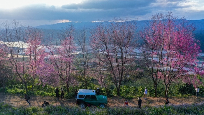 The blossoms are more beautiful in the cold 14-16 degrees Celsius of the mountain town. 