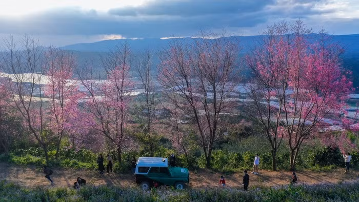 The blossoms are more beautiful in the cold 14-16 degrees Celsius of the mountain town. 