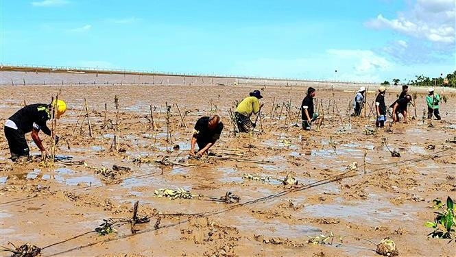 People in Vinh Hai commune, Soc Trang's Vinh Chau town plant new forest. (Photo: VNA)