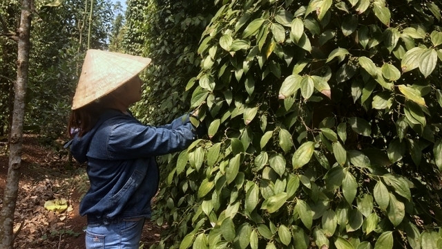 A pepper farm at Binh Ba Commune in Ba Ria-Vung Tau province's Chau Duc District. (Photo: VNA) 