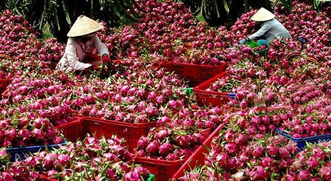 Over 1,500 tonnes of dragon fruits shipped to China via Lao Cai border gate
