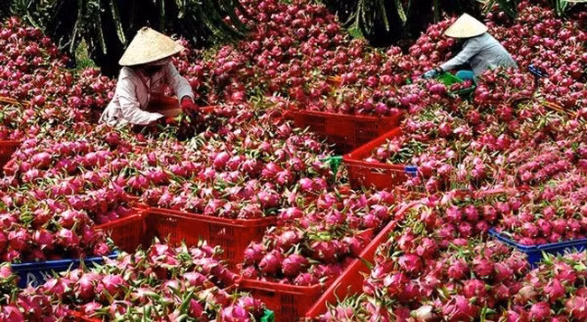 Over 1,500 tonnes of dragon fruits shipped to China via Lao Cai border gate