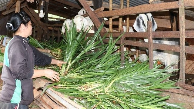 An ethnic minority woman received financial support and escaped poverty by raising goats in Dac O Commune, Bu Gia Map District, the southern province of Binh Phuoc. (Photo: VNA/VNS)