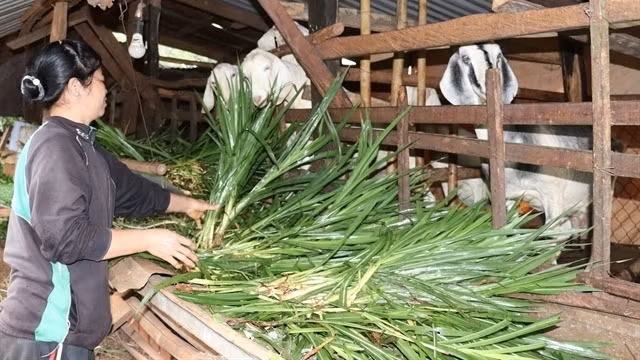 An ethnic minority woman received financial support and escaped poverty by raising goats in Dac O Commune, Bu Gia Map District, the southern province of Binh Phuoc. (Photo: VNA/VNS)