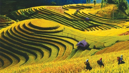 Mu Cang Chai terraced field