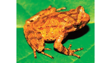The newly discovered spadefoot toad found in Cao Bang Province, Vietnam. (Photo: Pham The Cuong)