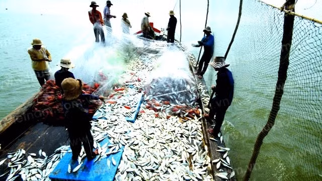 Vietnam is expected to achieve a total aquatic output of 8.5 million tonnes in 2021. (Illustrative image/THANH NHA)