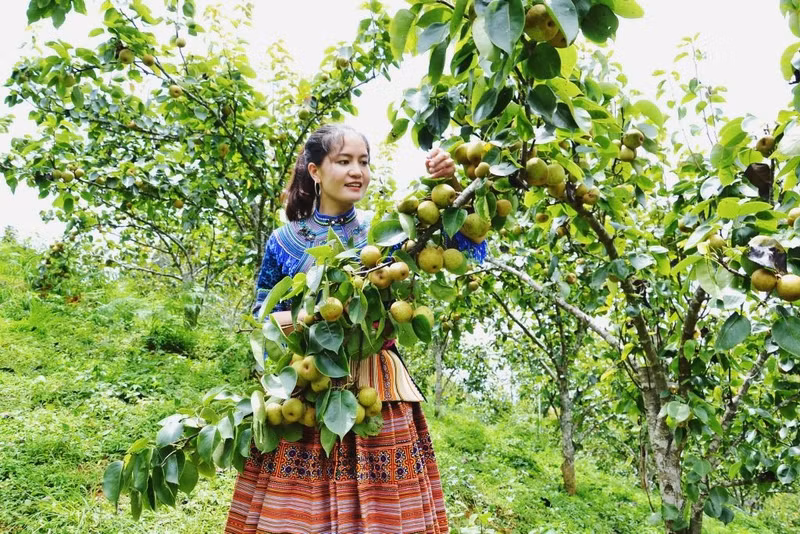  Pears in Si Ma Cai begin to ripen.