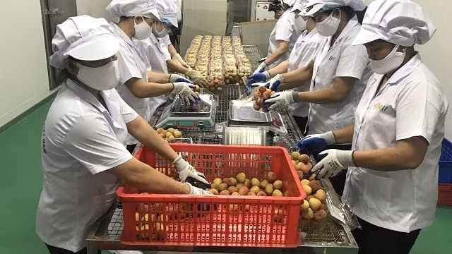 Processing of Hai Duong “thieu” lychee for export at the factory of Ameii Vietnam Joint Stock Company. (Photo: NDO/Quoc Vinh)
