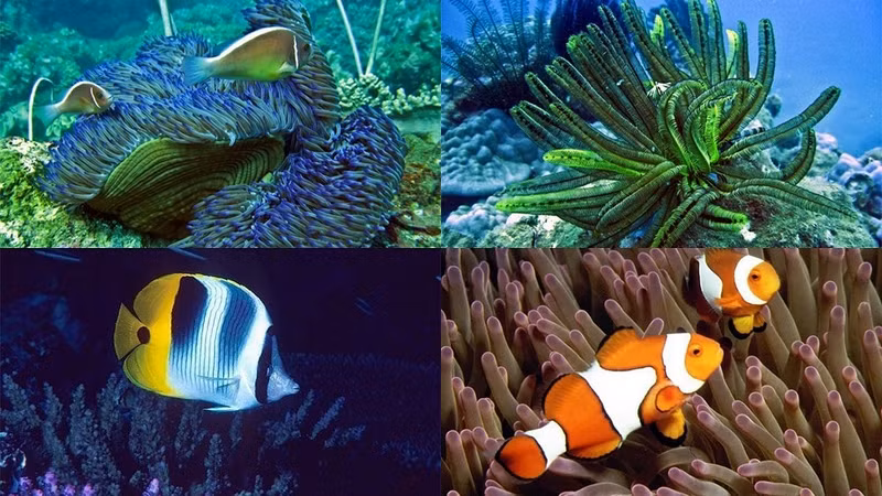 Marine biodiversity at Cu Lao Cham Biosphere Reserve.