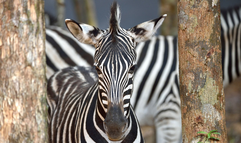 Vinpearl Safari gathered many collections of rare animals, including more than 100 individual African zebra