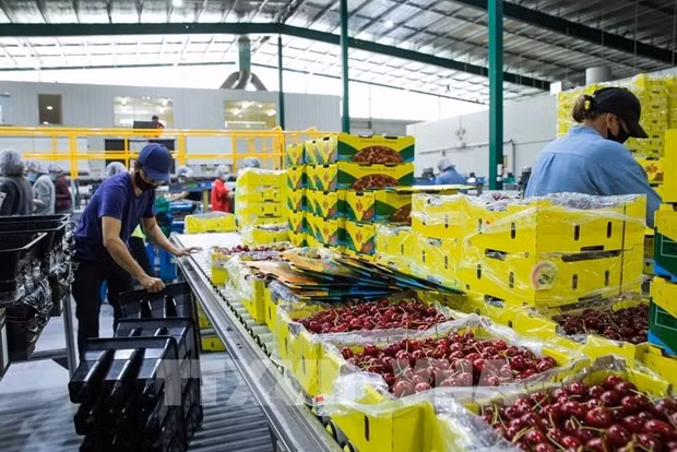 At a factory in Young, Australia (Photo: VNA)