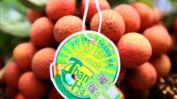 Thanh Ha lychees from Hai Duong (Photo: VNA)