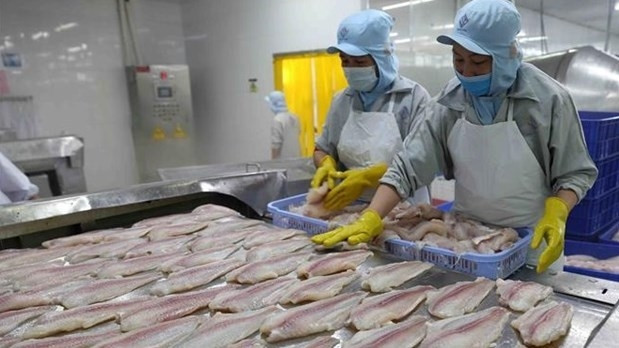 Processing Tra fish for export (Photo: VNA)