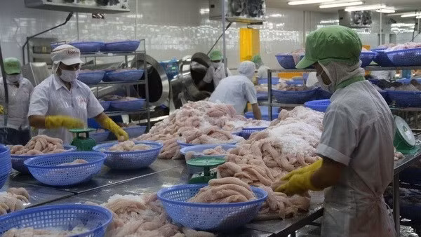 China is now the largest importer of Vietnamese pangasius.