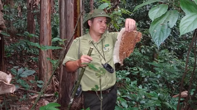 Moon bear food found in Pu Luong forest area. (Photo: VNA)
